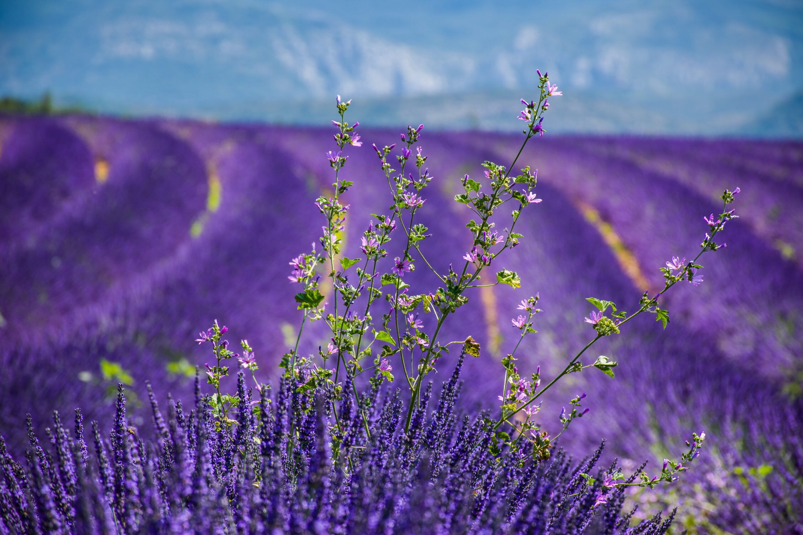 Provence wine france