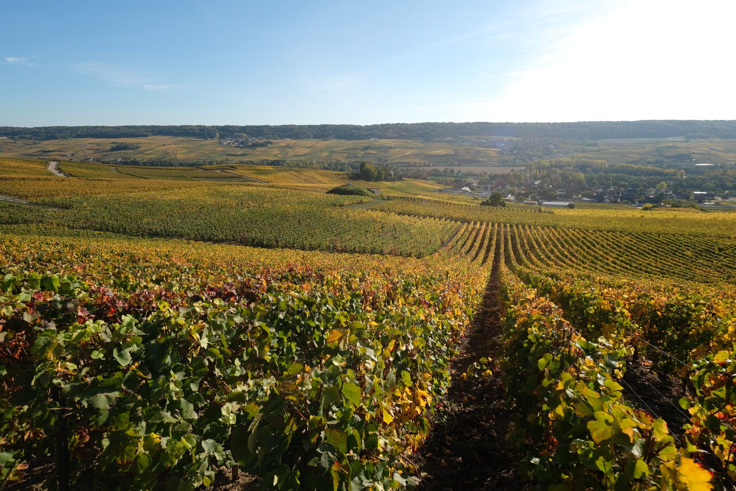 Champagne france wine